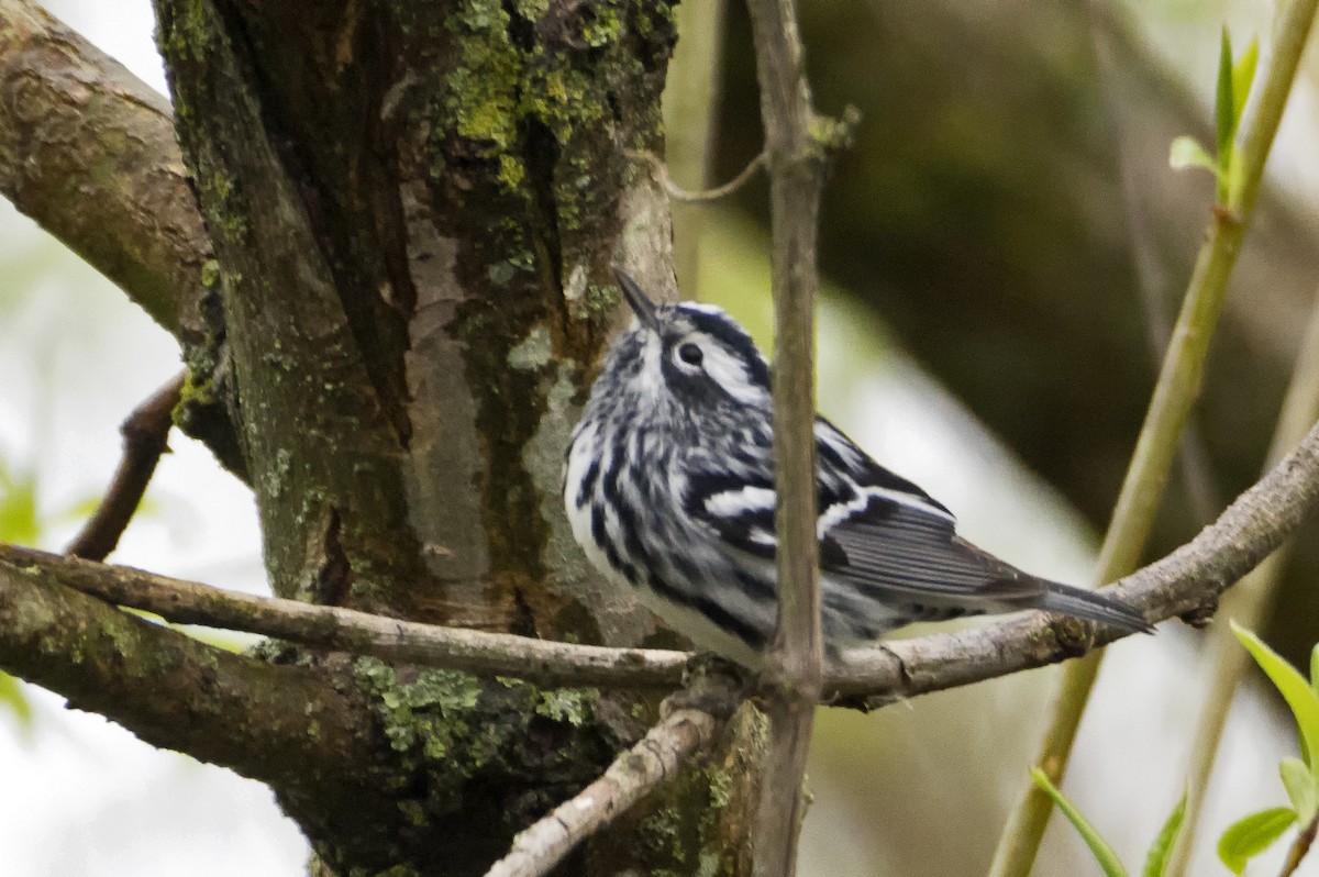 Black-and-white Warbler - ML618102138