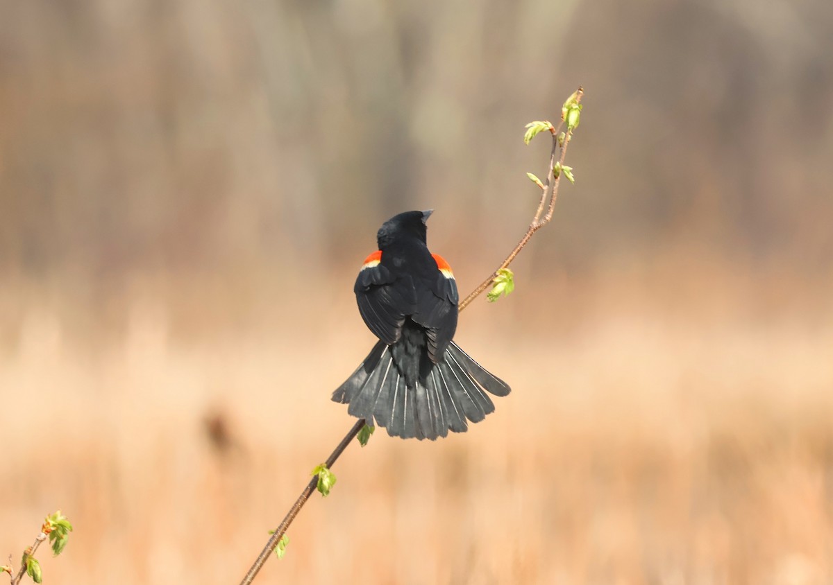 Red-winged Blackbird (Red-winged) - Mathias Bitter