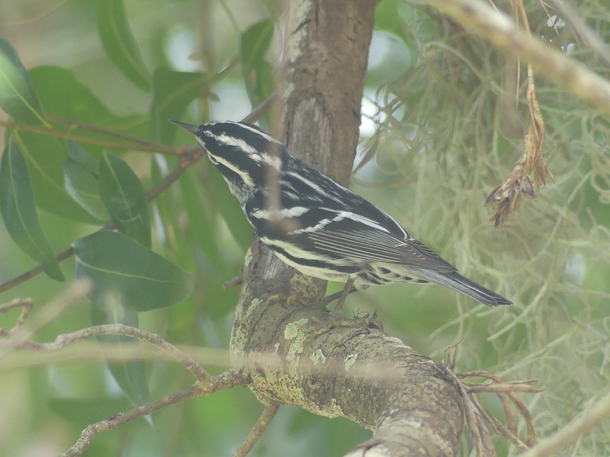 Black-and-white Warbler - Betty Holcomb