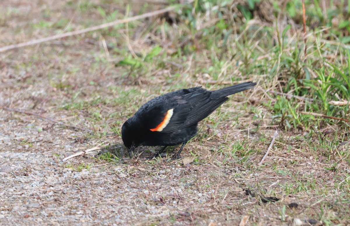 Red-winged Blackbird (Red-winged) - Mathias Bitter