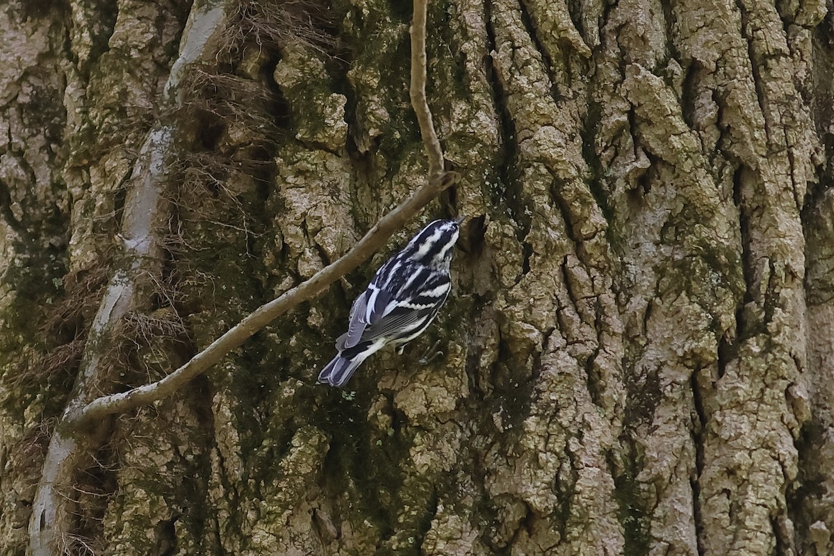 Black-and-white Warbler - ML618102149