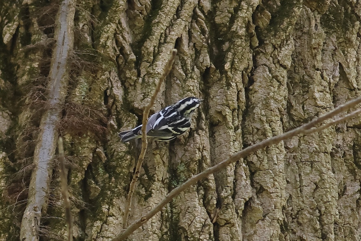 Black-and-white Warbler - ML618102150