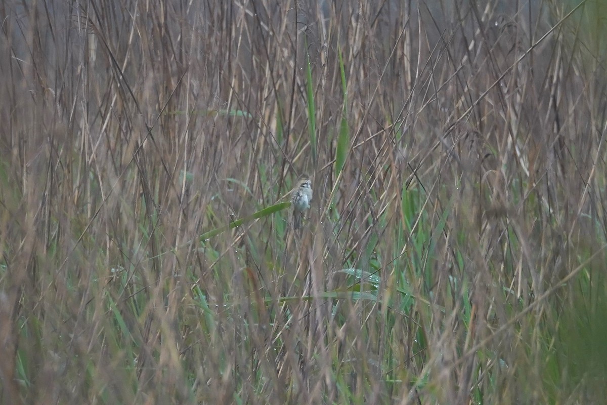 Common Reed Warbler - ML618102199