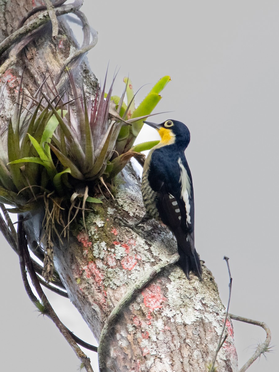 Yellow-fronted Woodpecker - ML618102296