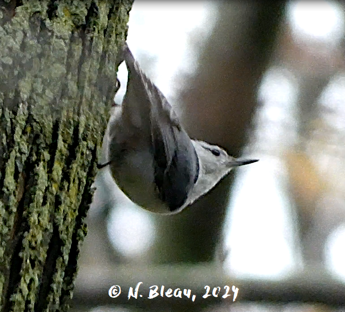 White-breasted Nuthatch - Nathalie Bleau