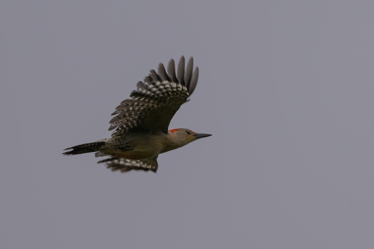 Red-bellied Woodpecker - Stephen Davies