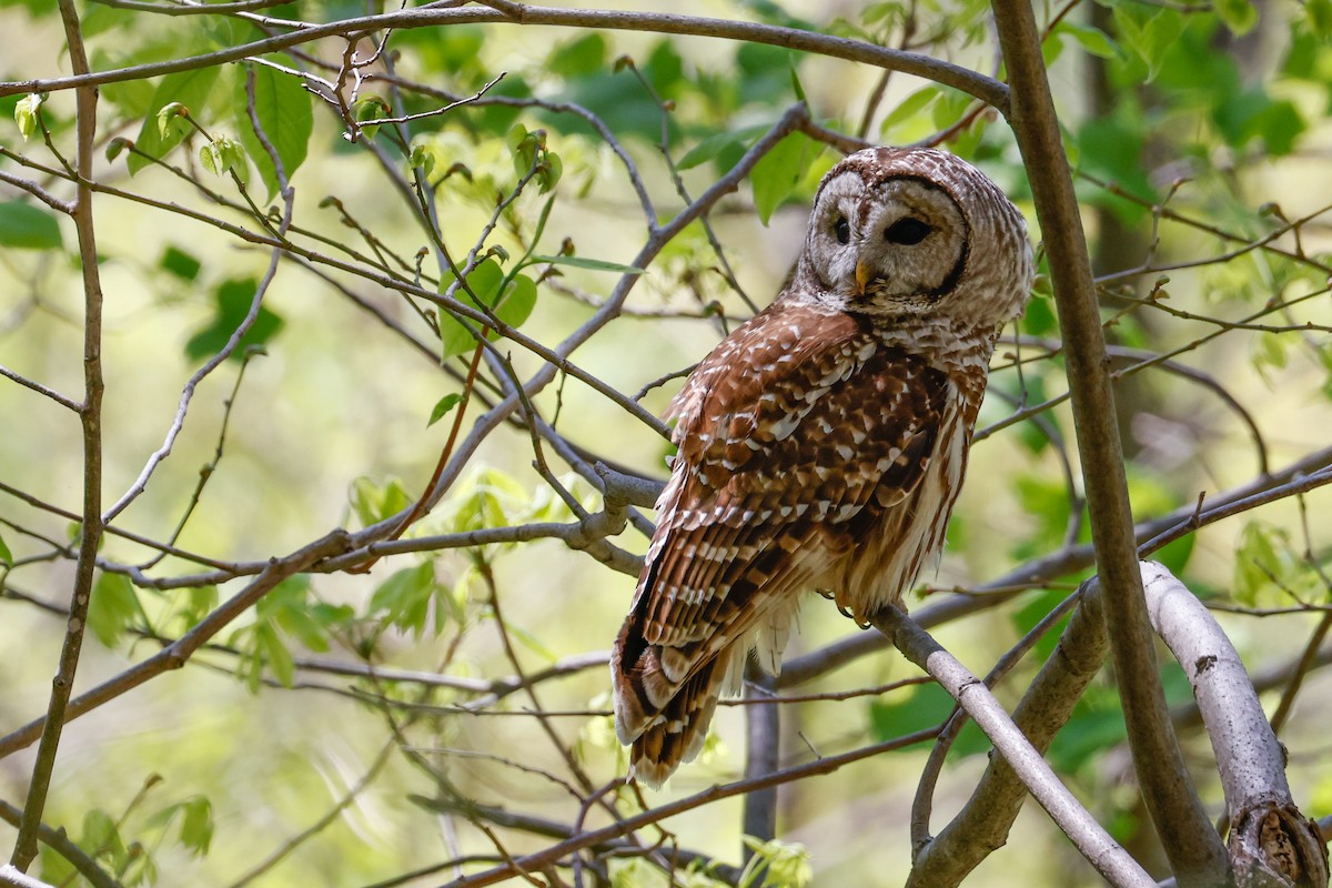 Barred Owl - ML618102469