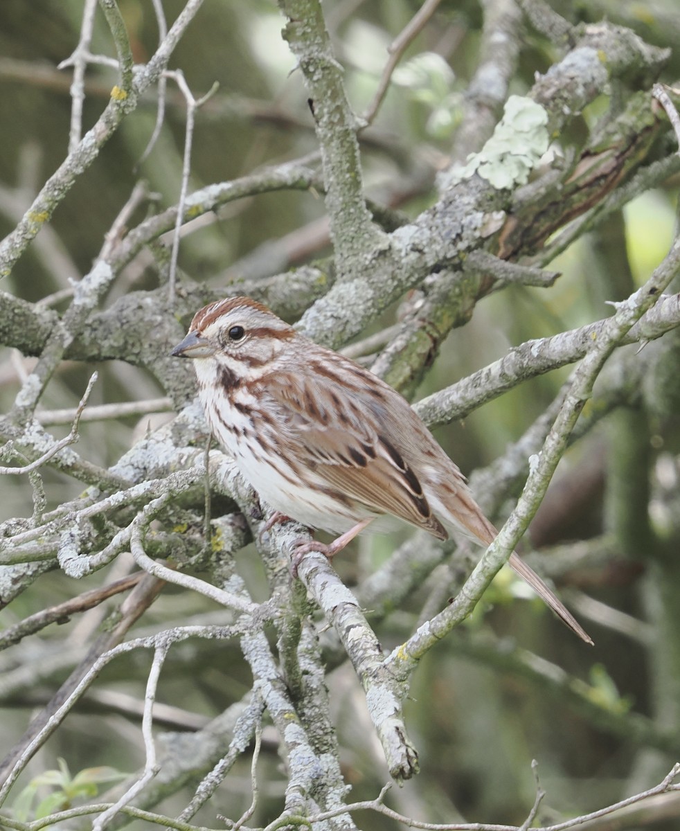 Song Sparrow - Donna Paterson