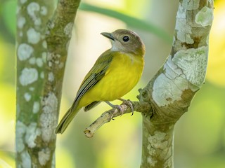  - Yellow-bellied Whistler (philippinensis Group)