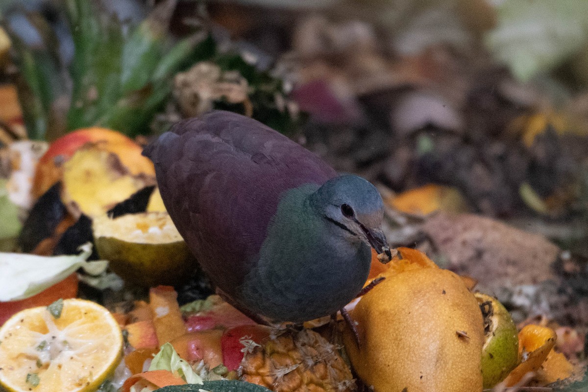 Buff-fronted Quail-Dove - ML618102503