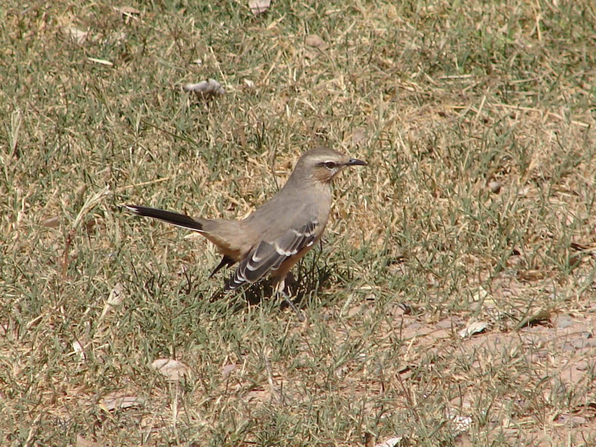 Patagonian Mockingbird - ML618102515