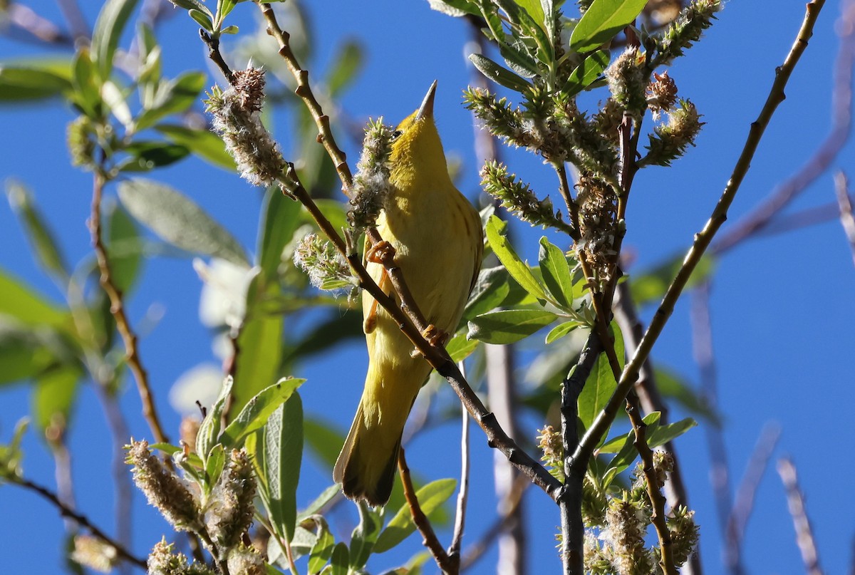 Yellow Warbler - Bill Tweet