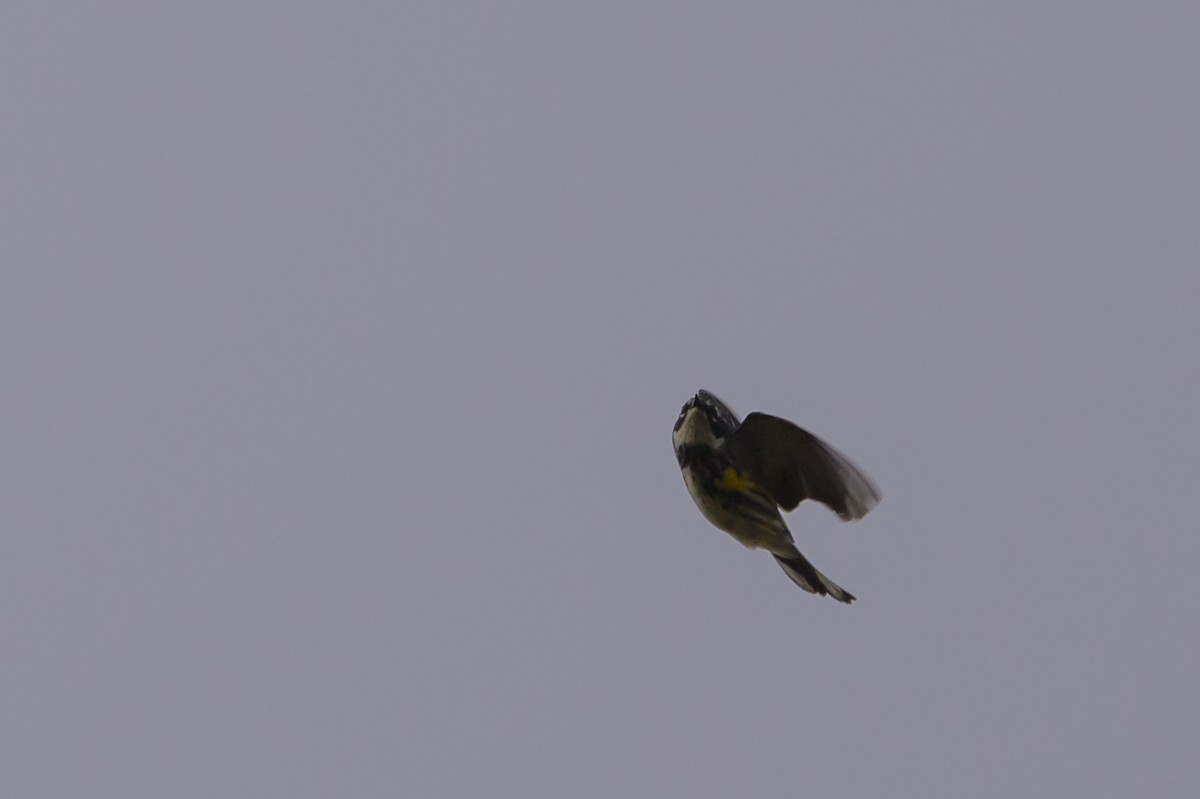 Yellow-rumped Warbler (Myrtle) - ML618102528