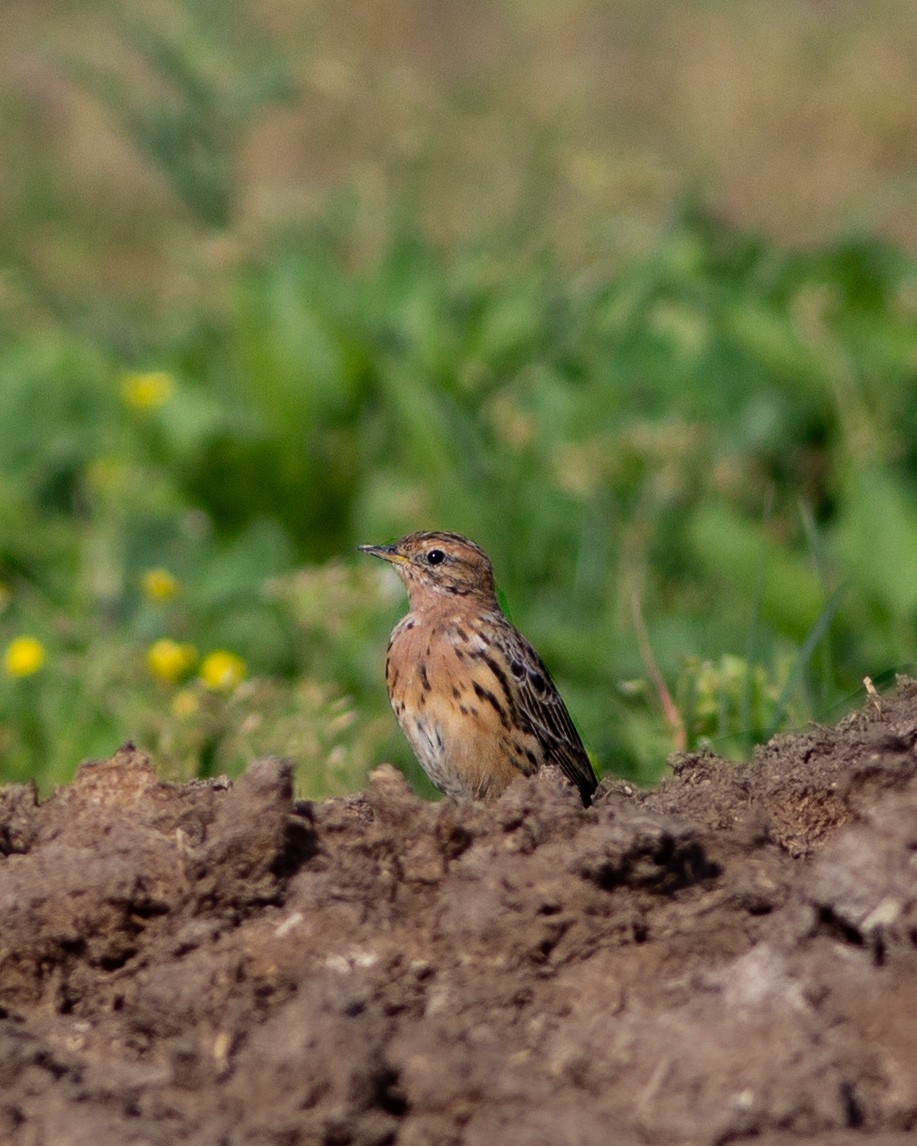 Red-throated Pipit - ML618102534