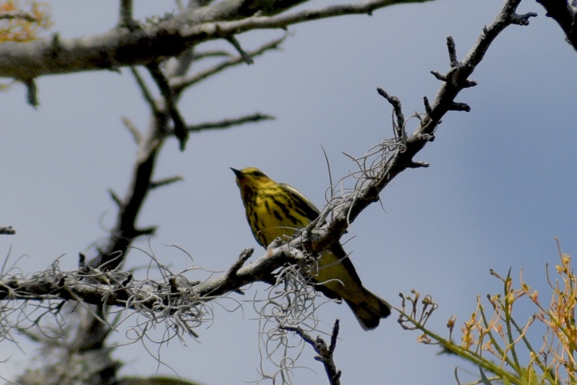 Cape May Warbler - ML618102536