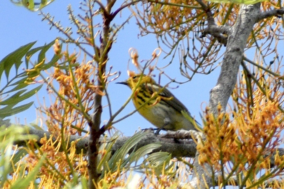 Cape May Warbler - ML618102542