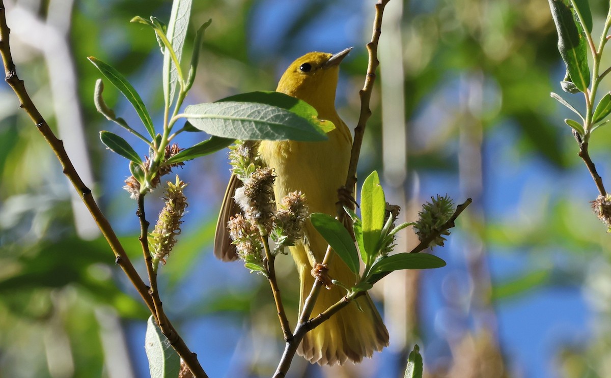 Yellow Warbler - Bill Tweet