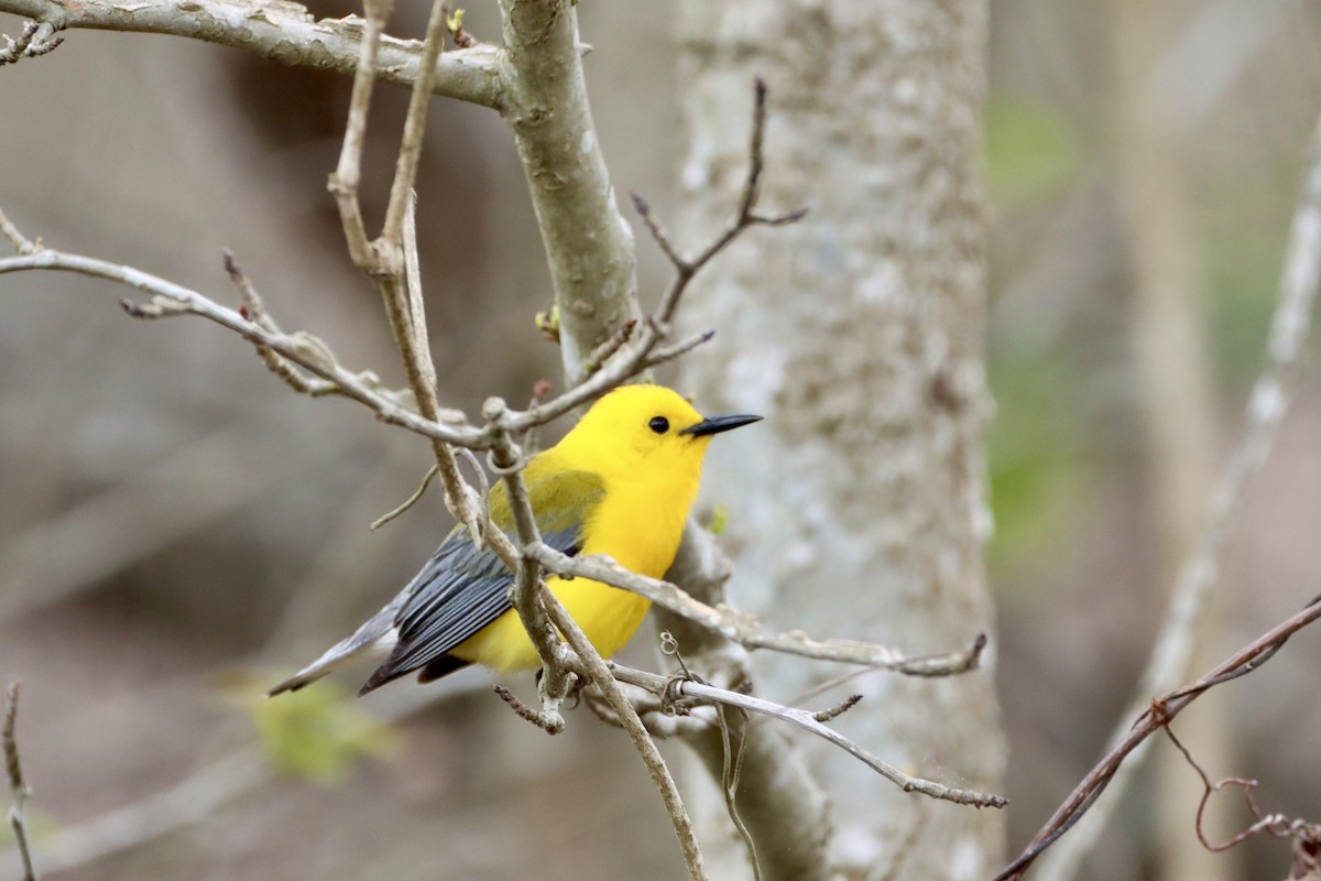 Prothonotary Warbler - ML618102562