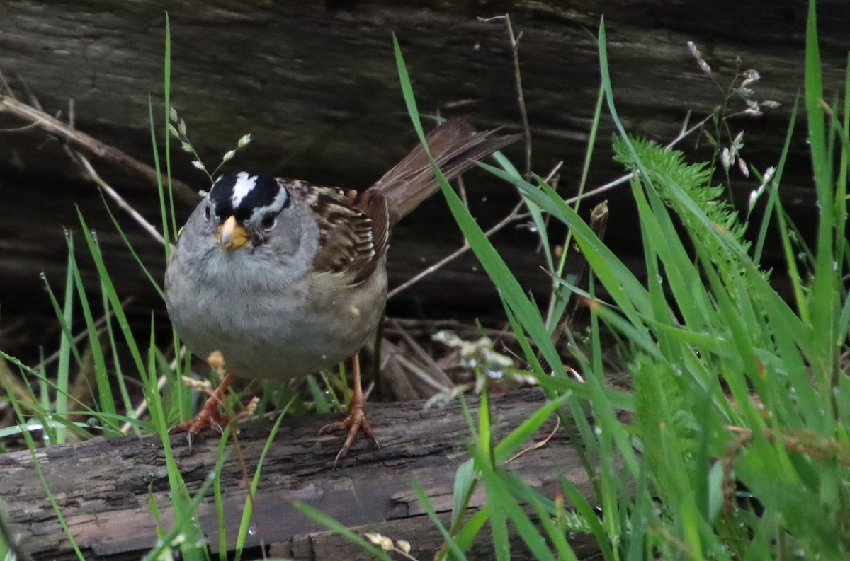 White-crowned Sparrow (pugetensis) - Dianne Murray