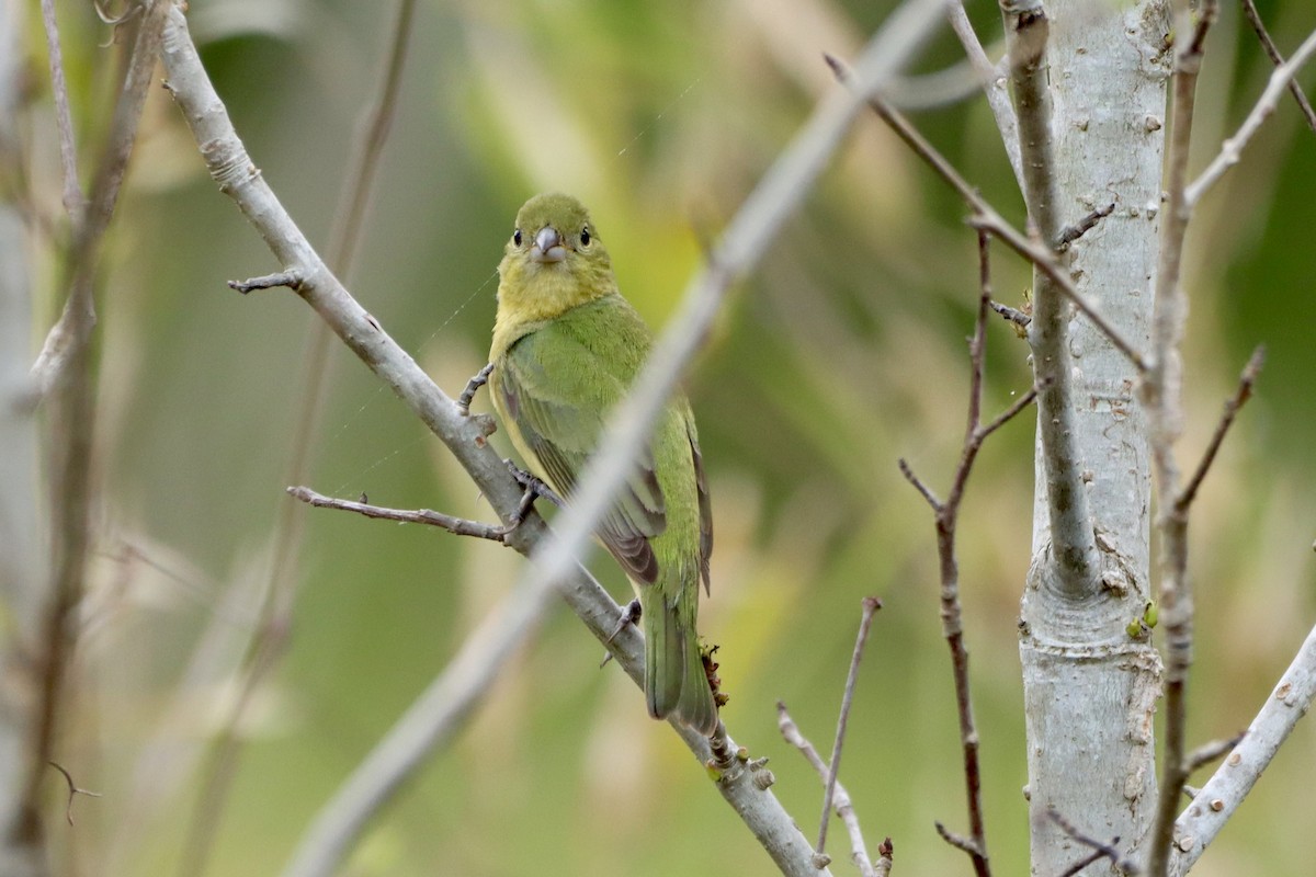 Painted Bunting - ML618102568