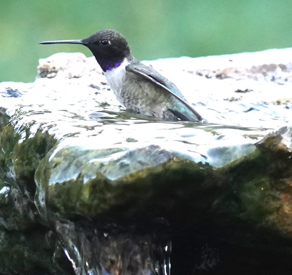 Black-chinned Hummingbird - ML618102573