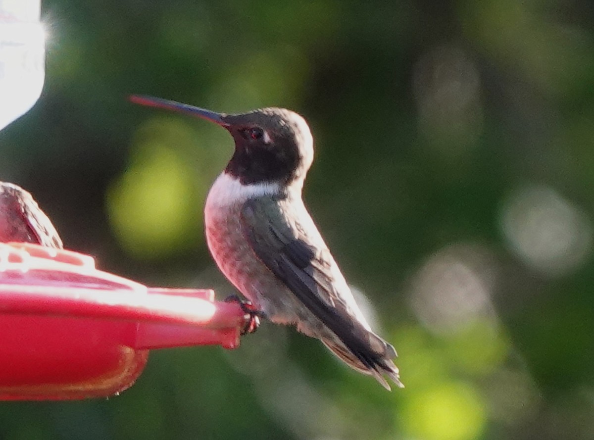 Black-chinned Hummingbird - ML618102589