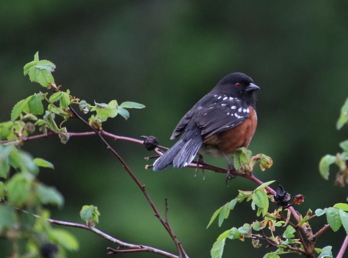Spotted Towhee - Dianne Murray