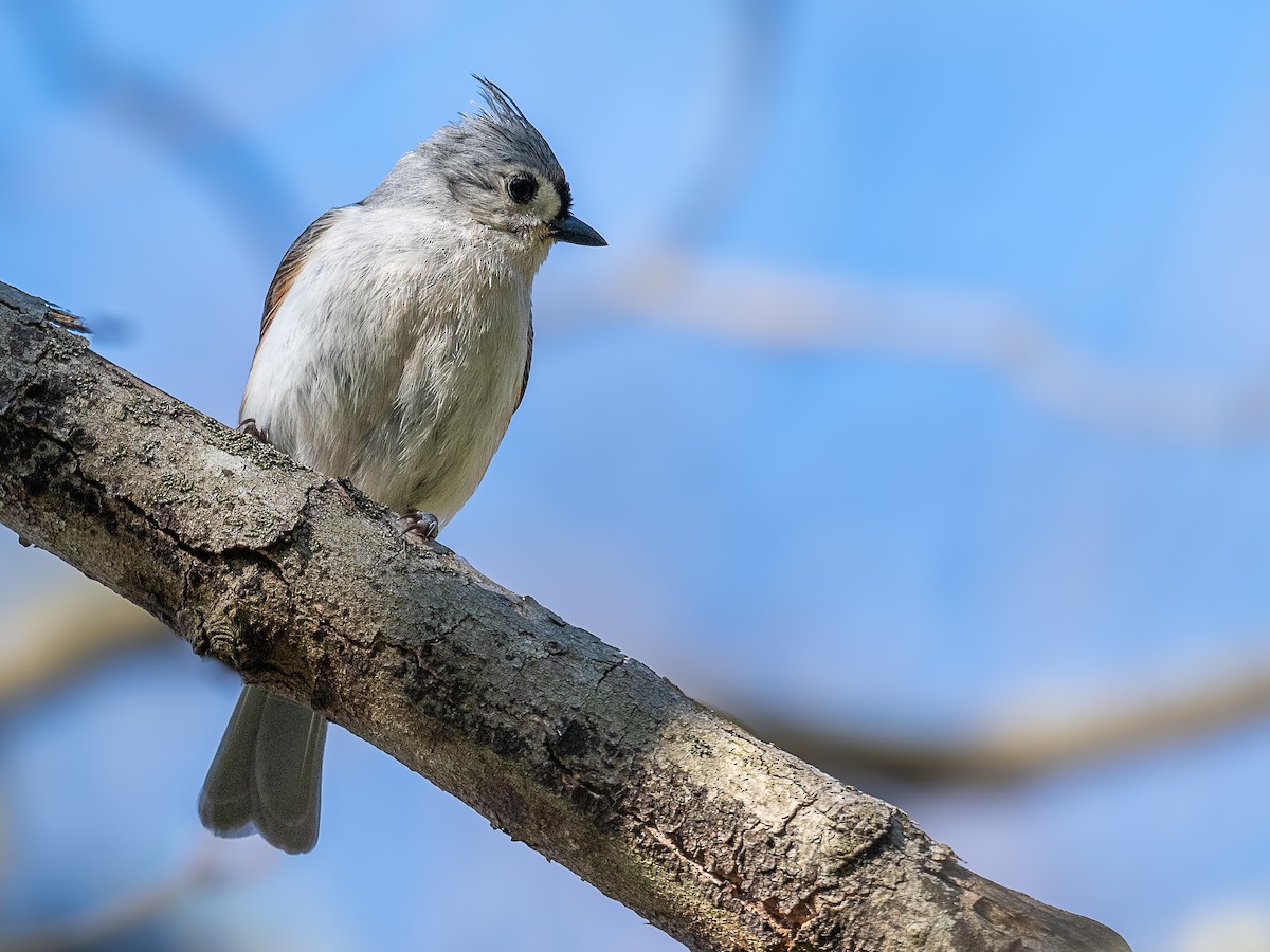 Tufted Titmouse - Mike Schijf
