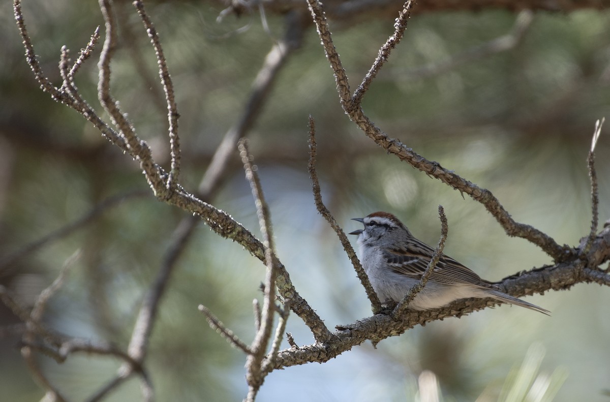Chipping Sparrow - ML618102622