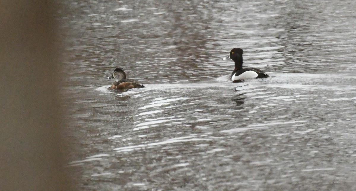 Ring-necked Duck - Marcia Suchy