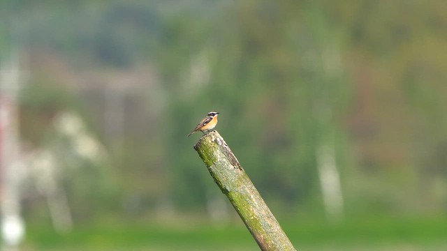 Whinchat - ML618102710