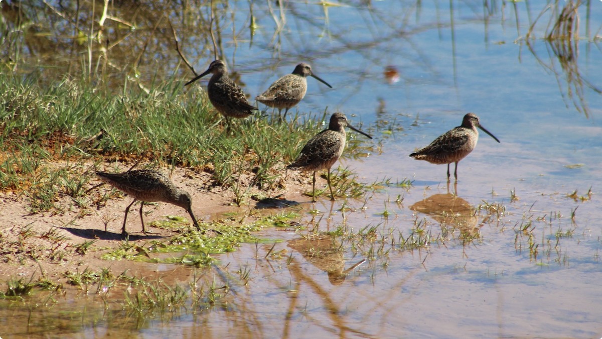 Long-billed Dowitcher - ML618102750