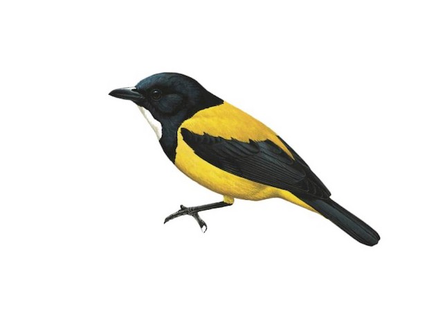  - Golden-backed Whistler - 