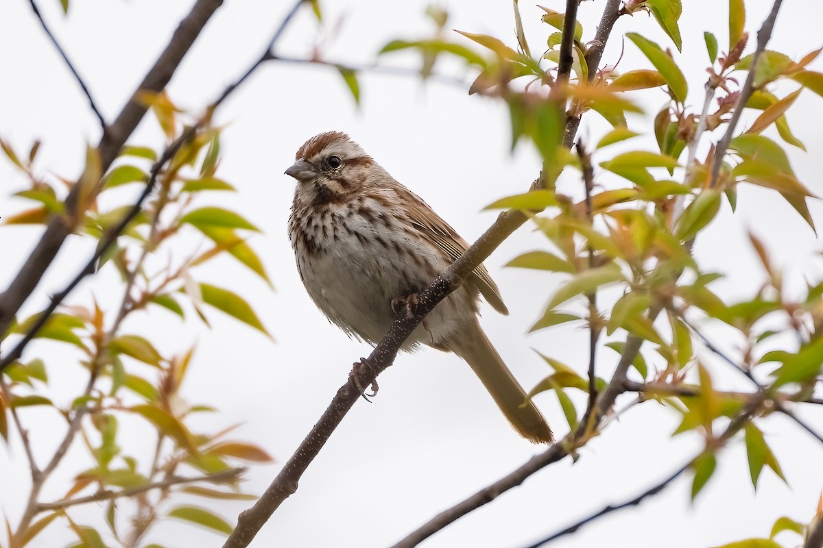 Song Sparrow - Shori Velles