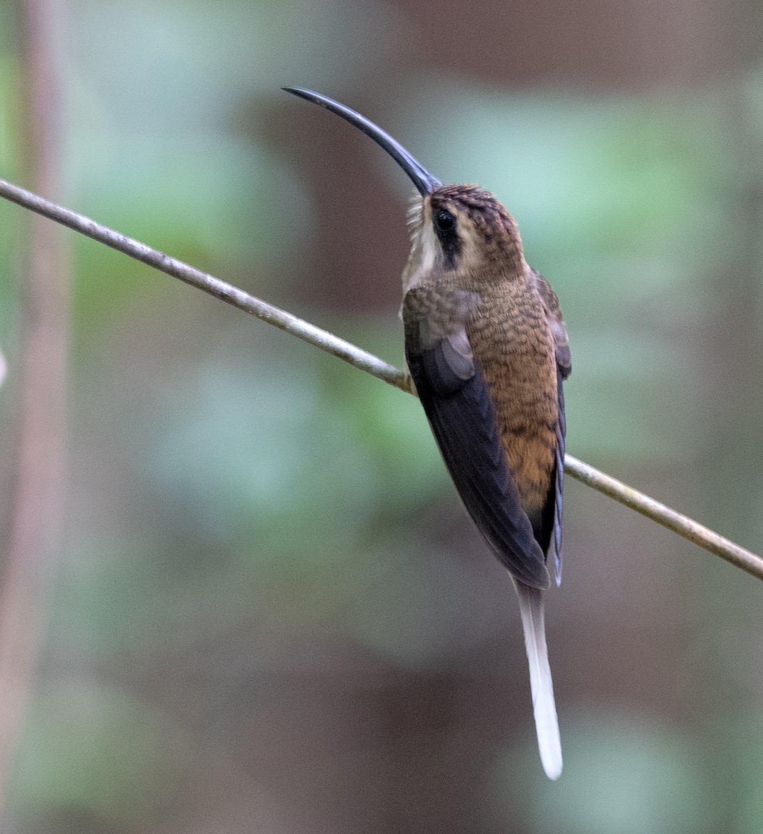 kolibřík tmavolící - ML618102932