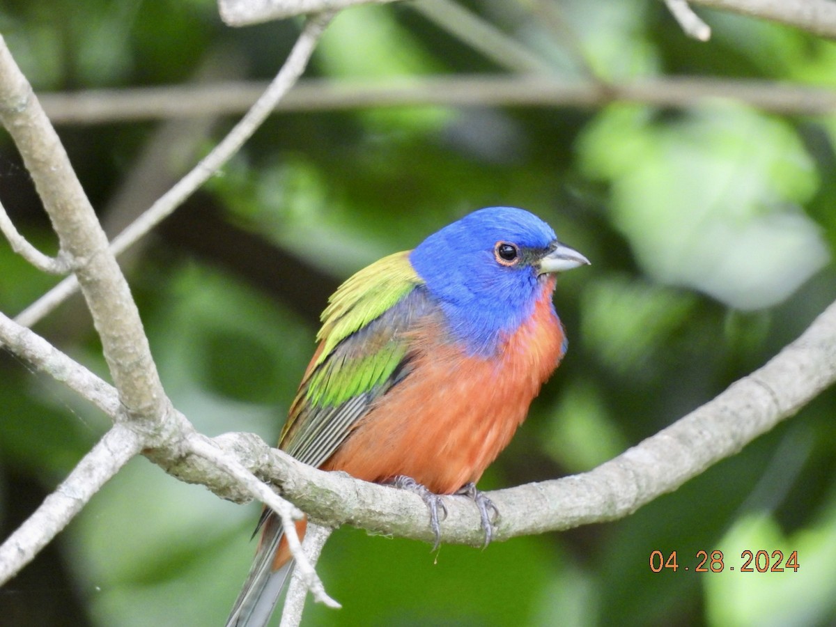 Painted Bunting - ML618102939