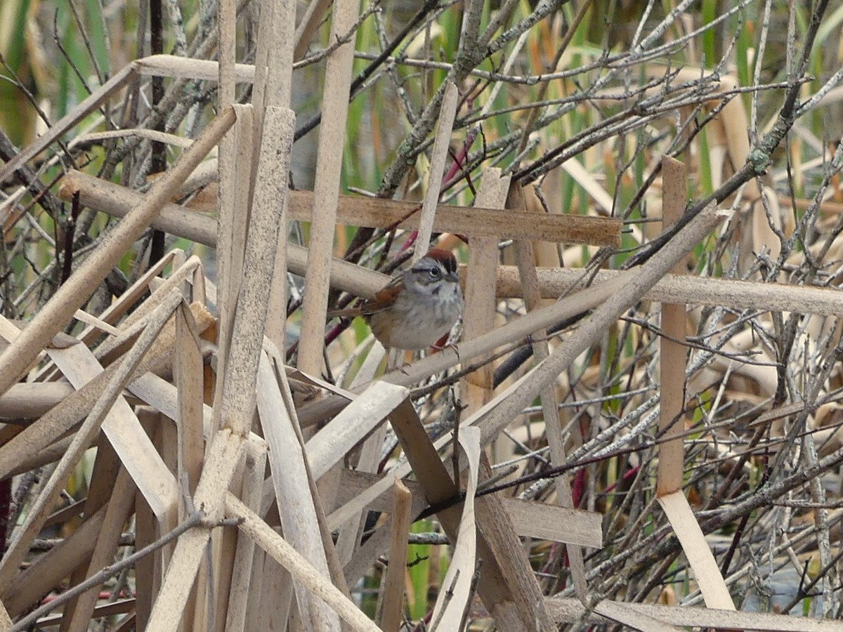 Swamp Sparrow - ML618102947