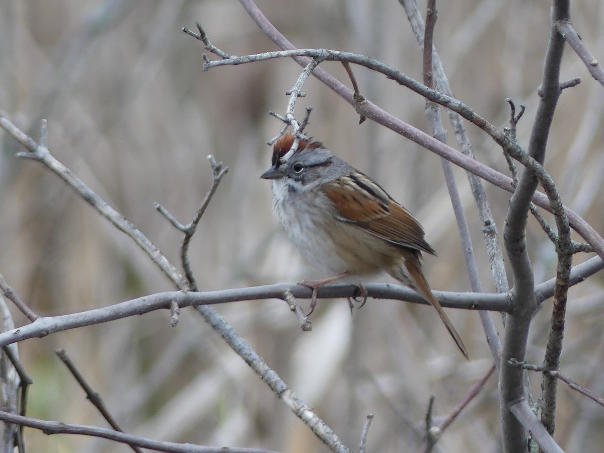 Swamp Sparrow - ML618102961