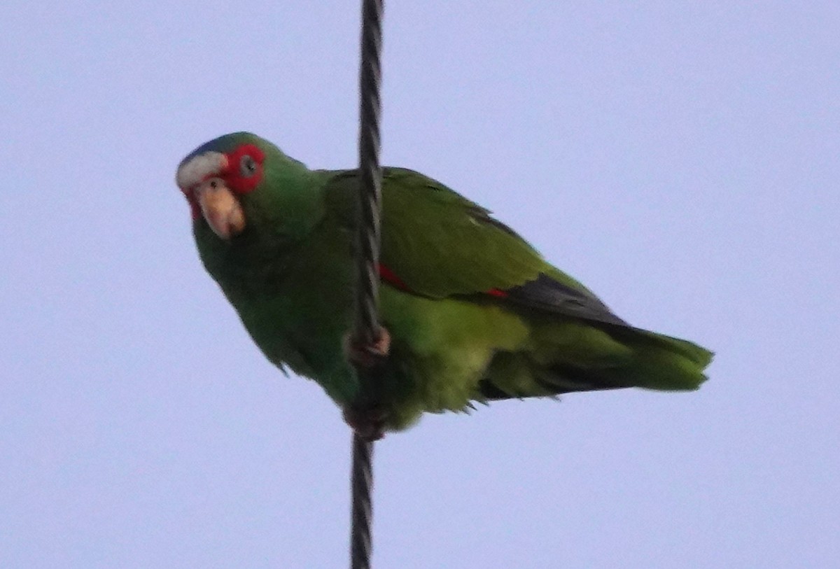 White-fronted Parrot - ML618102983