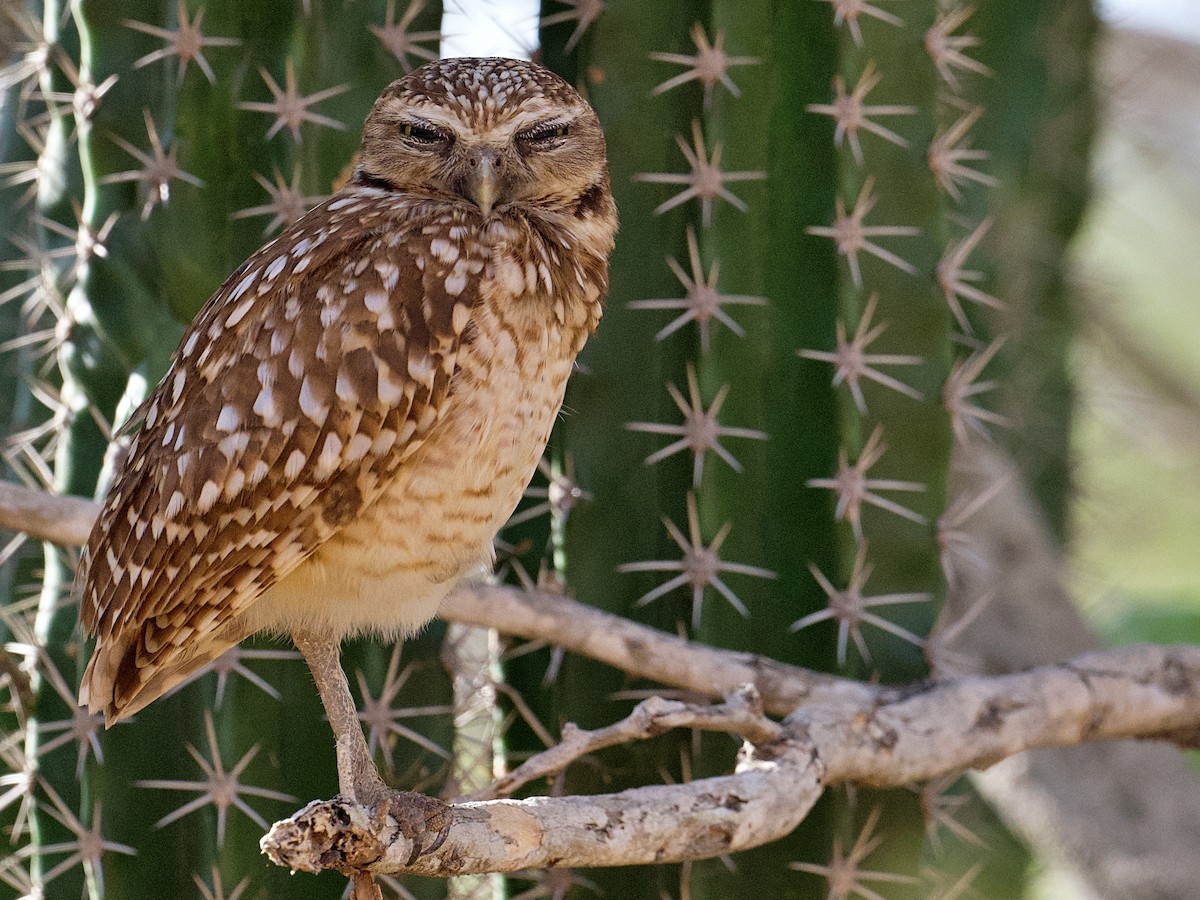 Burrowing Owl - ML618103003