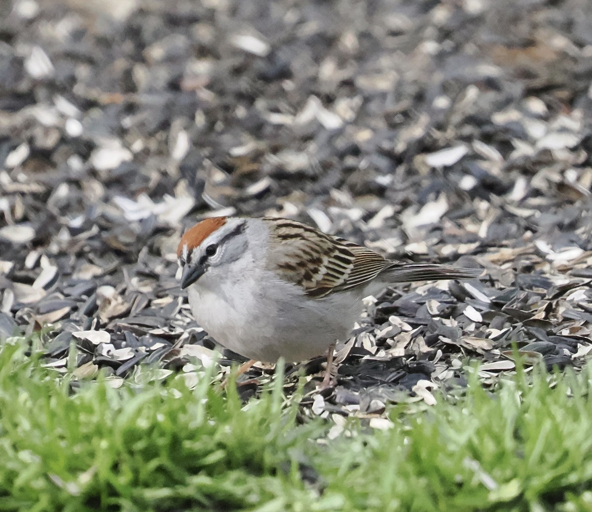 Chipping Sparrow - Donna Paterson