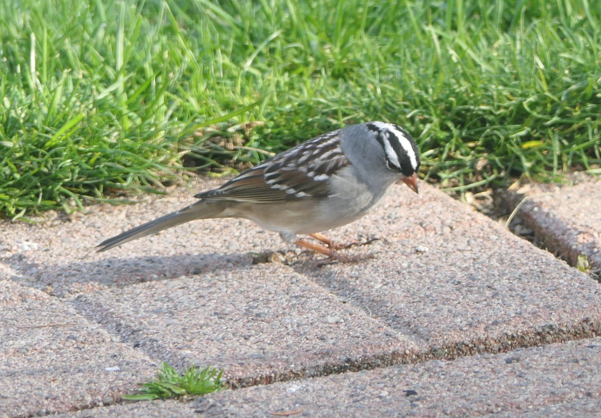 White-crowned Sparrow - ML618103106