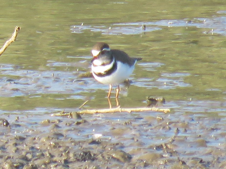 Three-banded Plover (African) - ML618103116