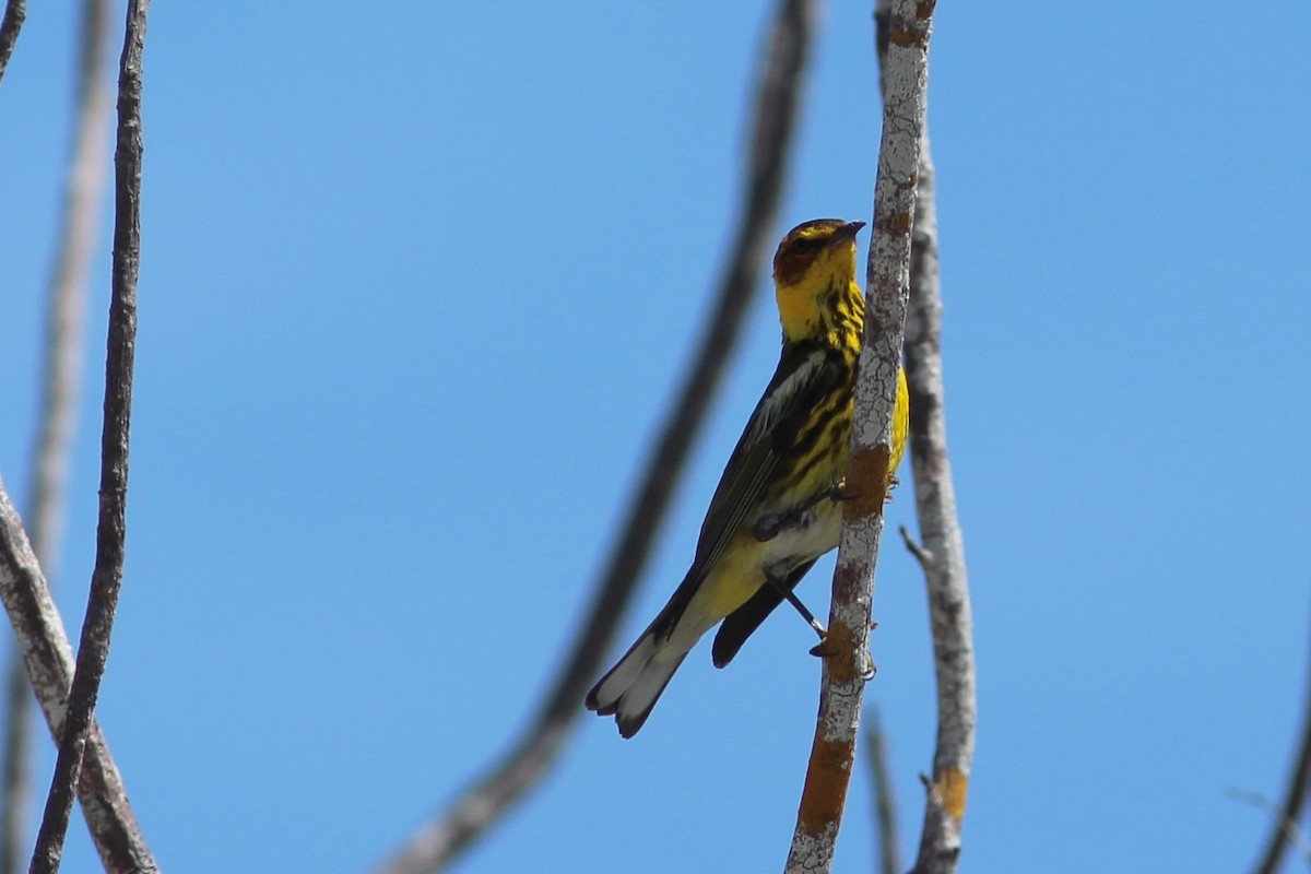 Cape May Warbler - ML618103163