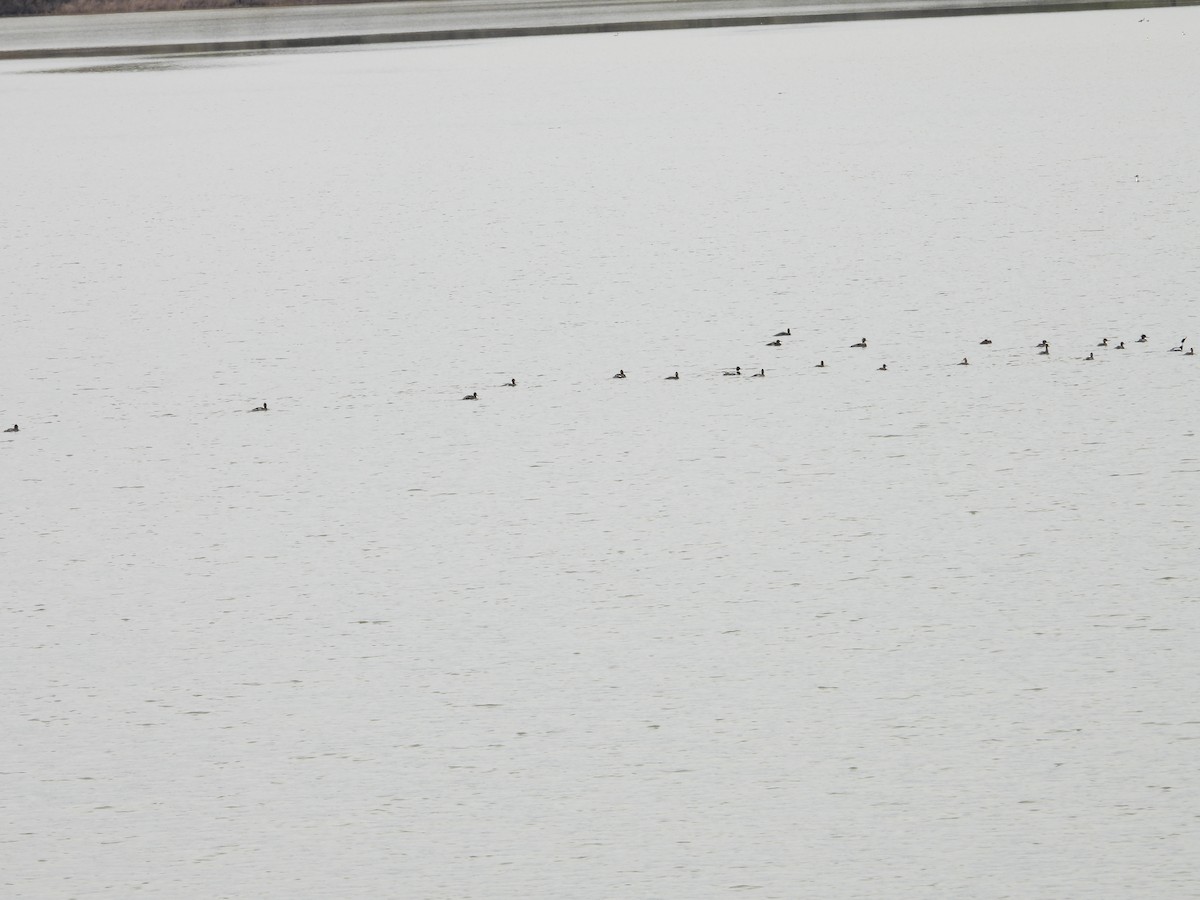 eBird Checklist 28 Apr 2024 Hyrum reservoir, East end 30 species