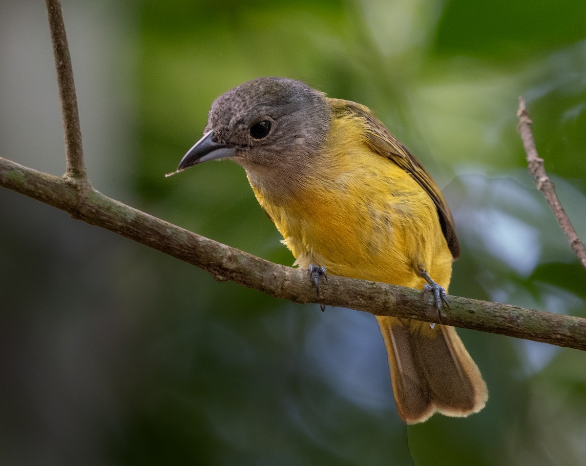 White-shouldered Tanager - ML618103179