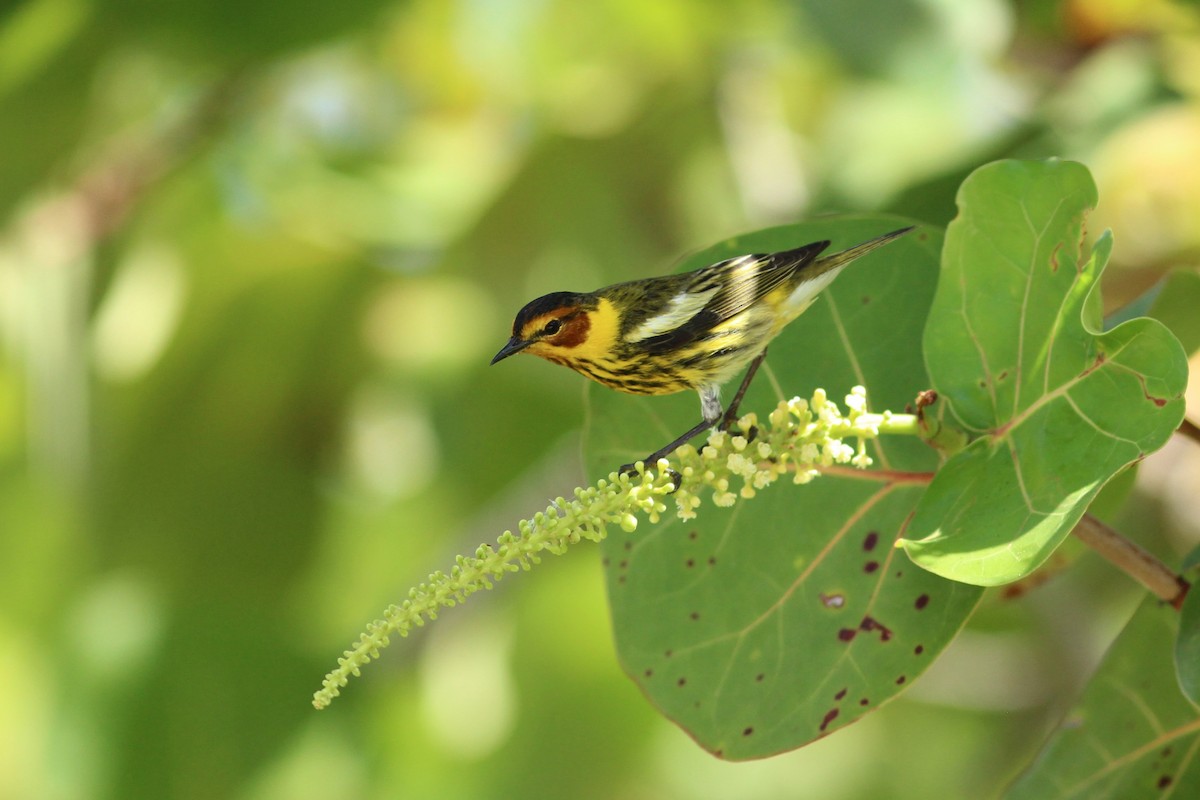 Cape May Warbler - ML618103185