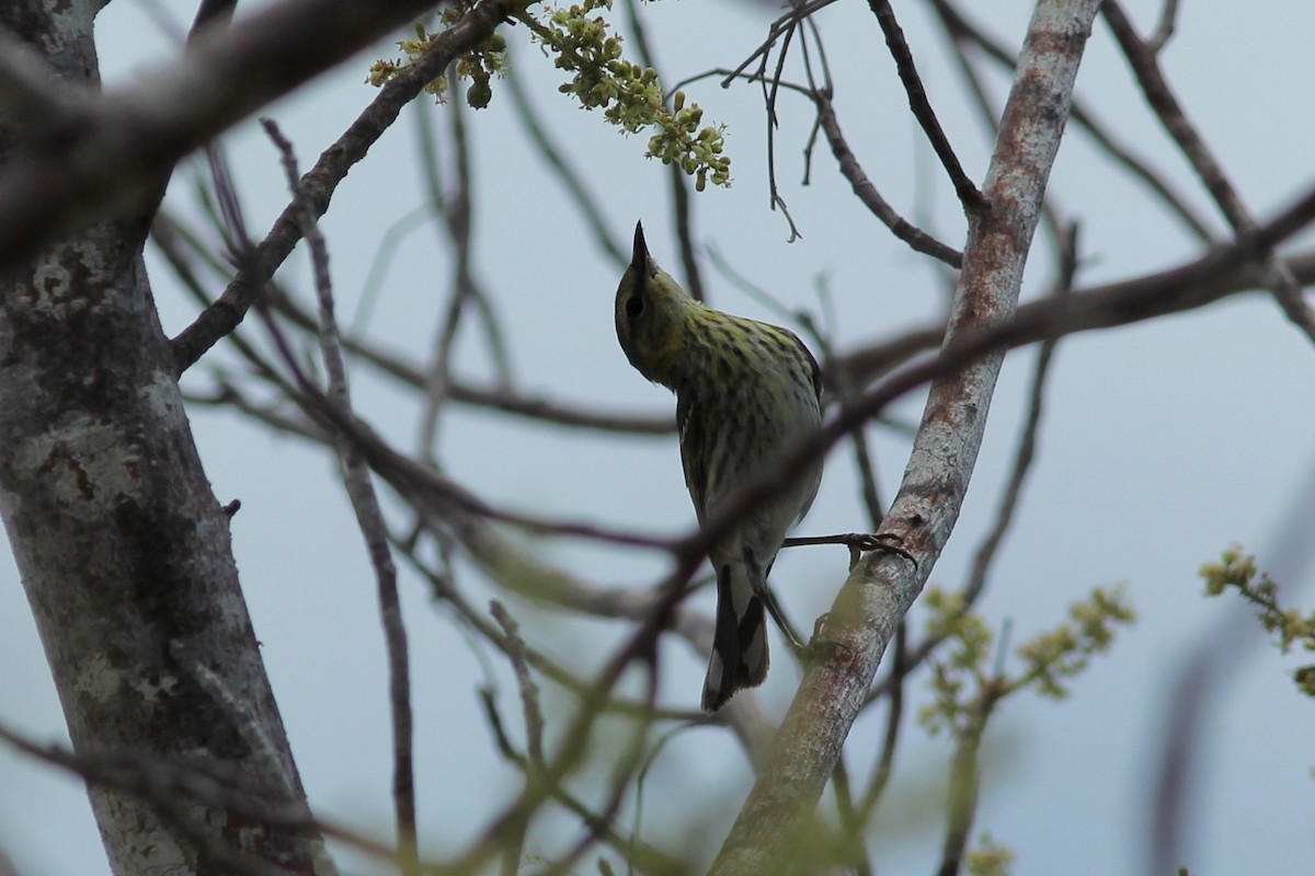 Cape May Warbler - ML618103201
