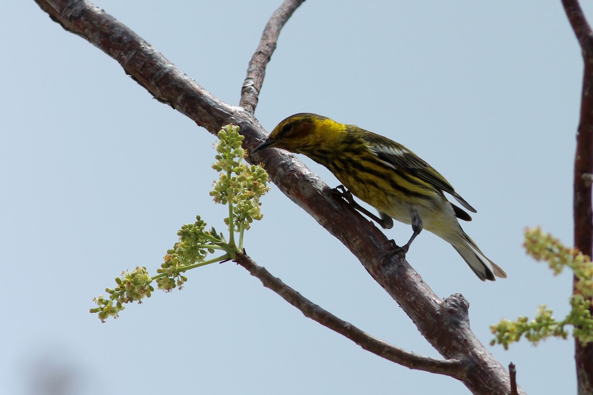 Cape May Warbler - ML618103202