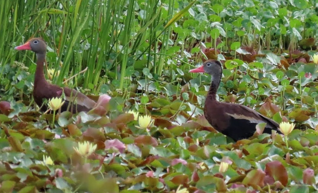Black-bellied Whistling-Duck - Marcia Yeip